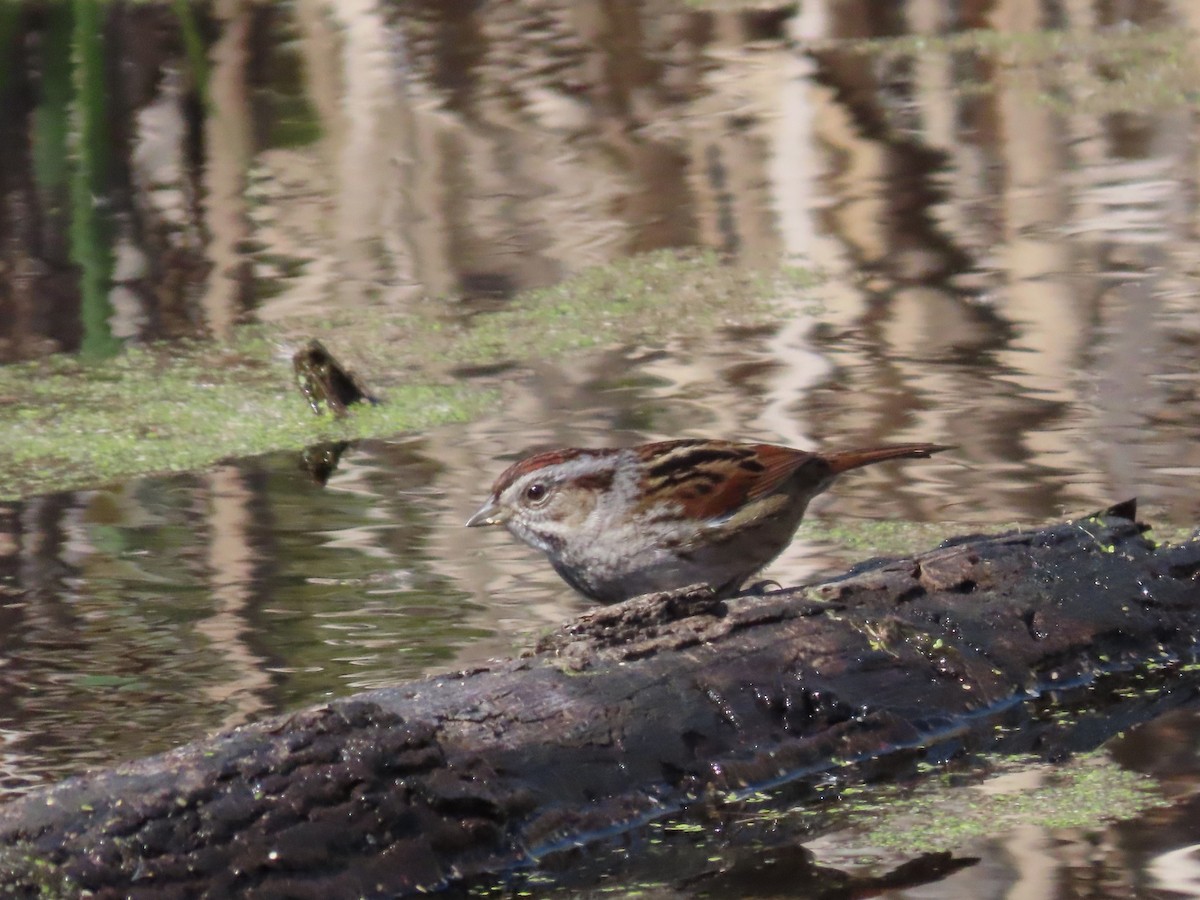 Swamp Sparrow - ML615560690