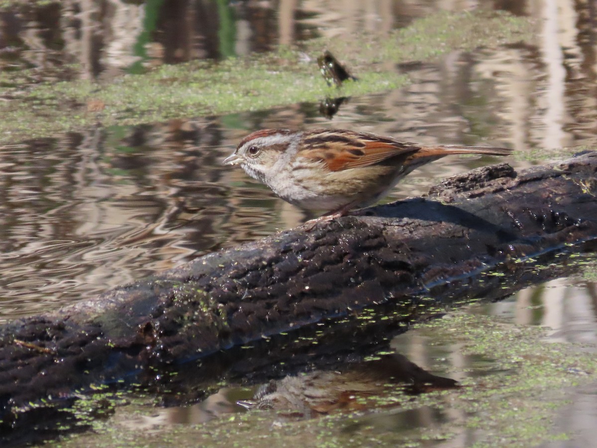 Swamp Sparrow - ML615560691