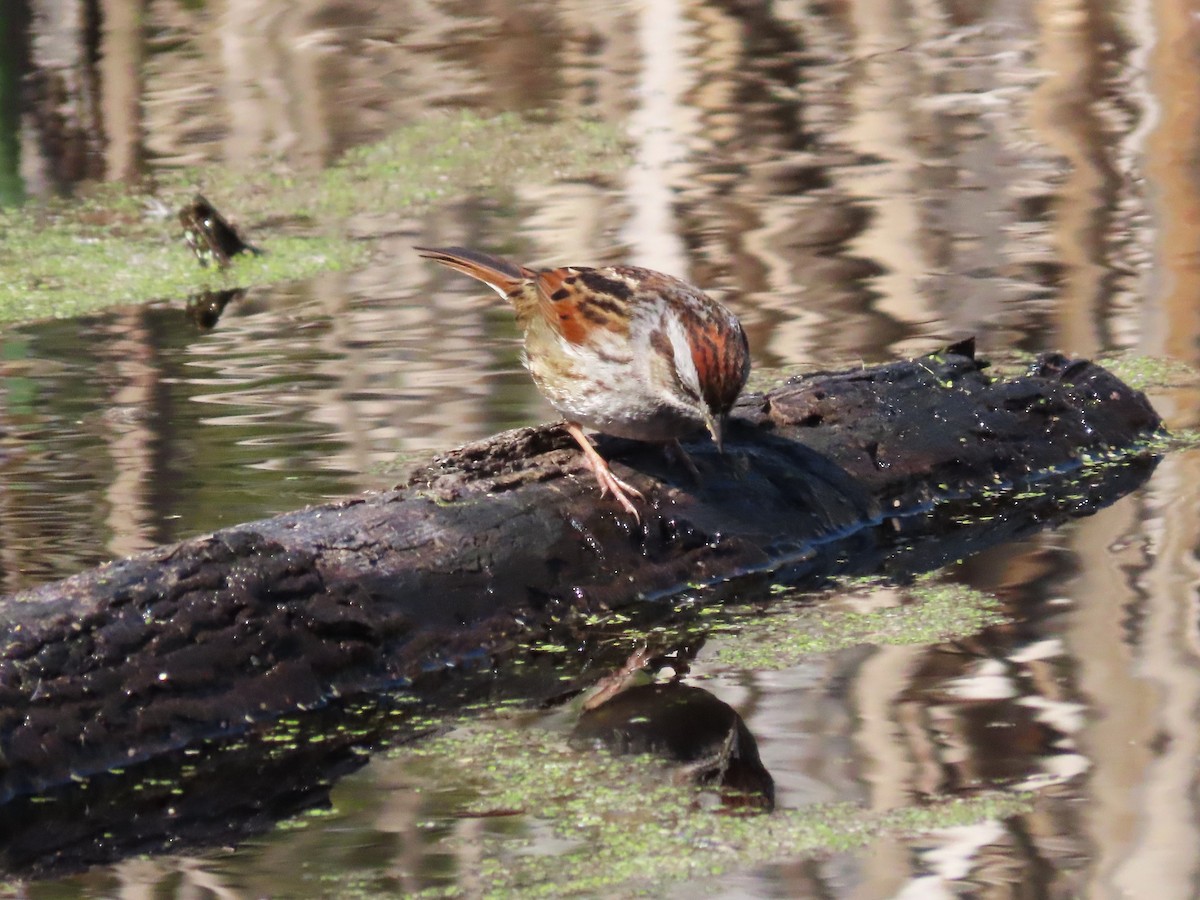 Swamp Sparrow - ML615560693