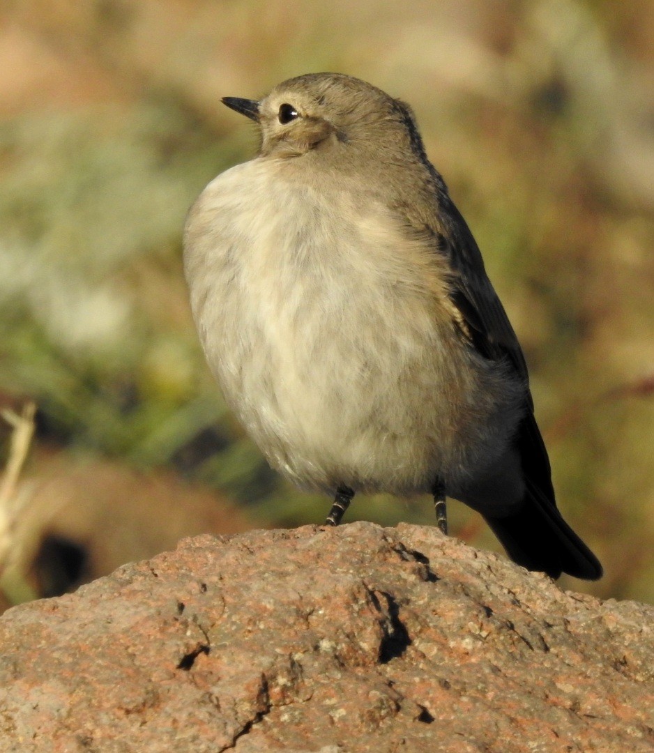 Spot-billed Ground-Tyrant - Fernando Muñoz