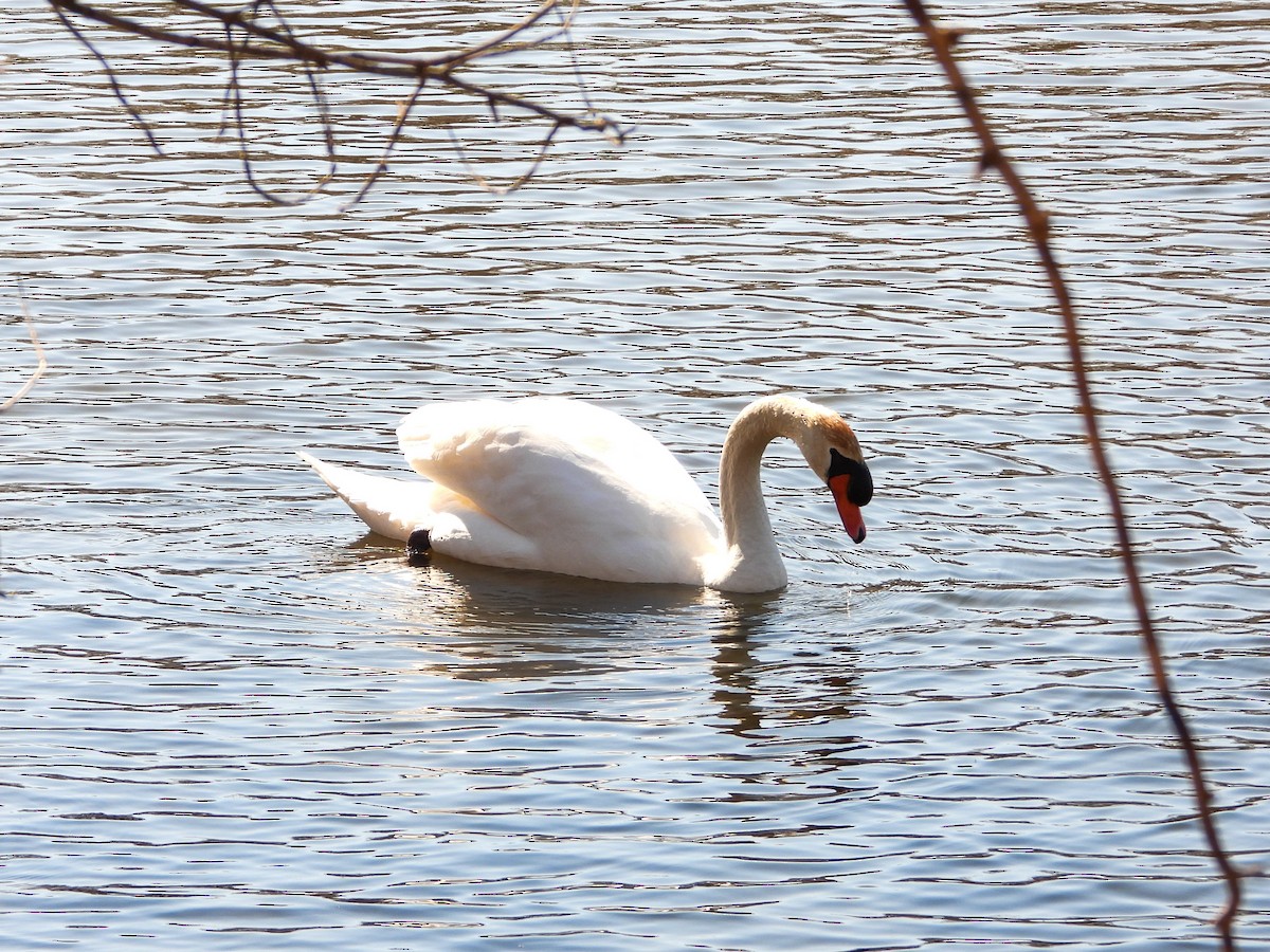 Cygne tuberculé - ML615560836