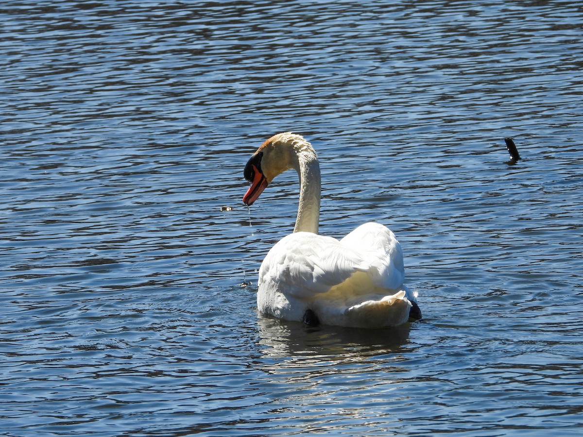 Cygne tuberculé - ML615560837