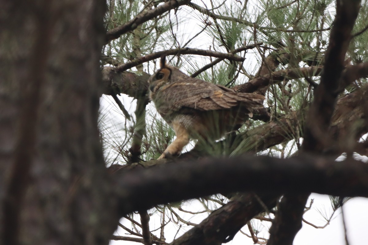 Great Horned Owl - ML615560838