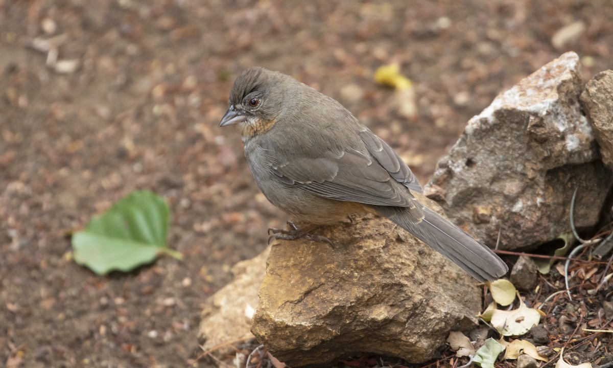 White-throated Towhee - ML615560852