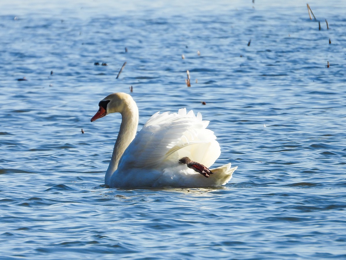 Cygne tuberculé - ML615560869