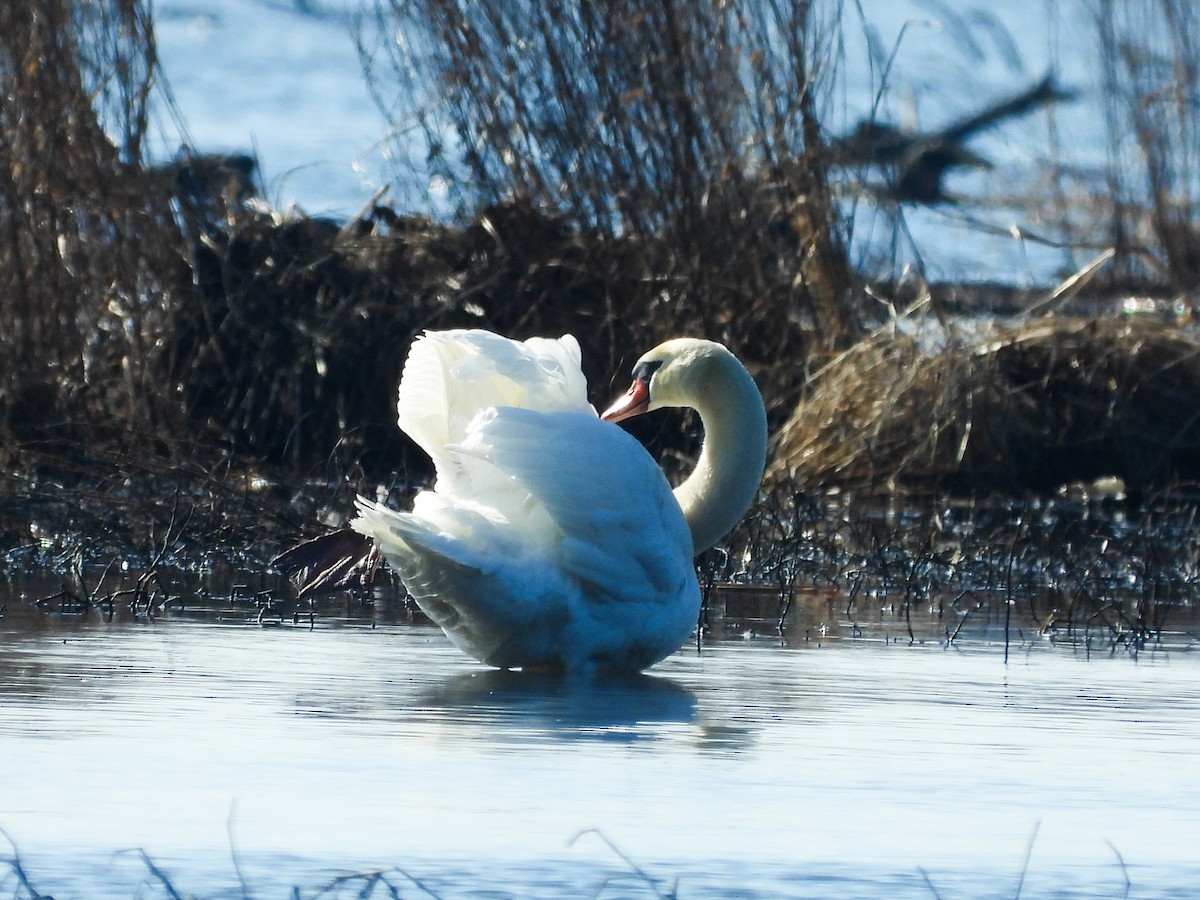 Cygne tuberculé - ML615560874