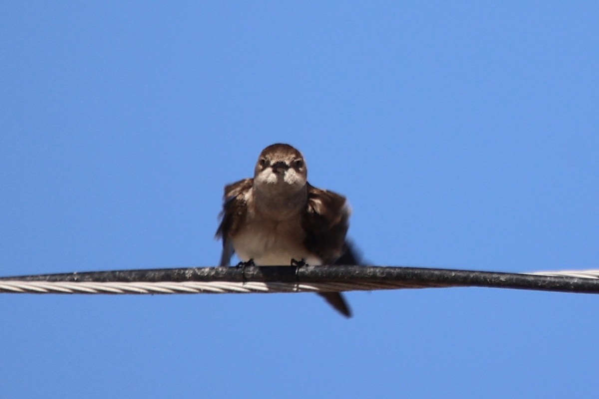 Northern Rough-winged Swallow - Ann Stockert