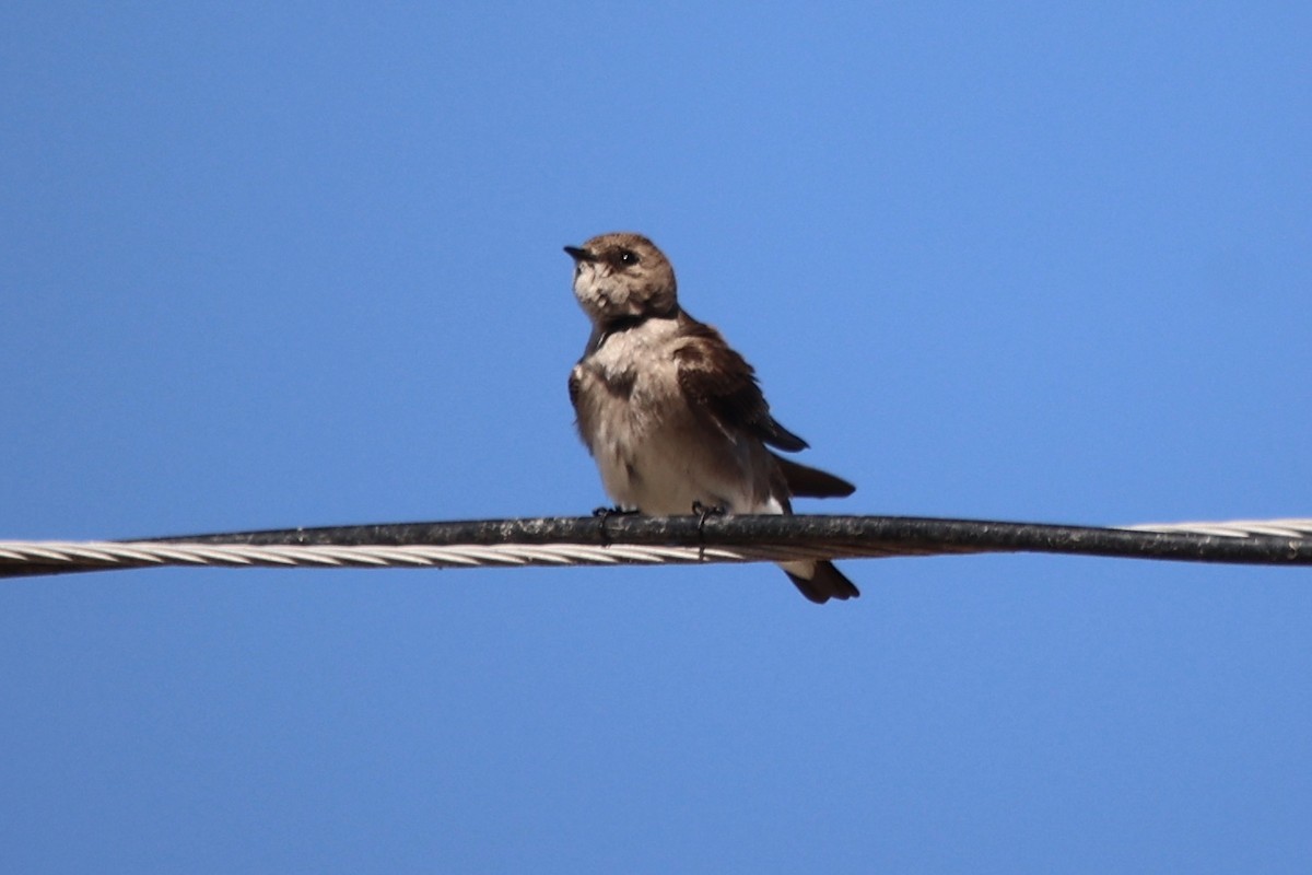 Northern Rough-winged Swallow - Ann Stockert