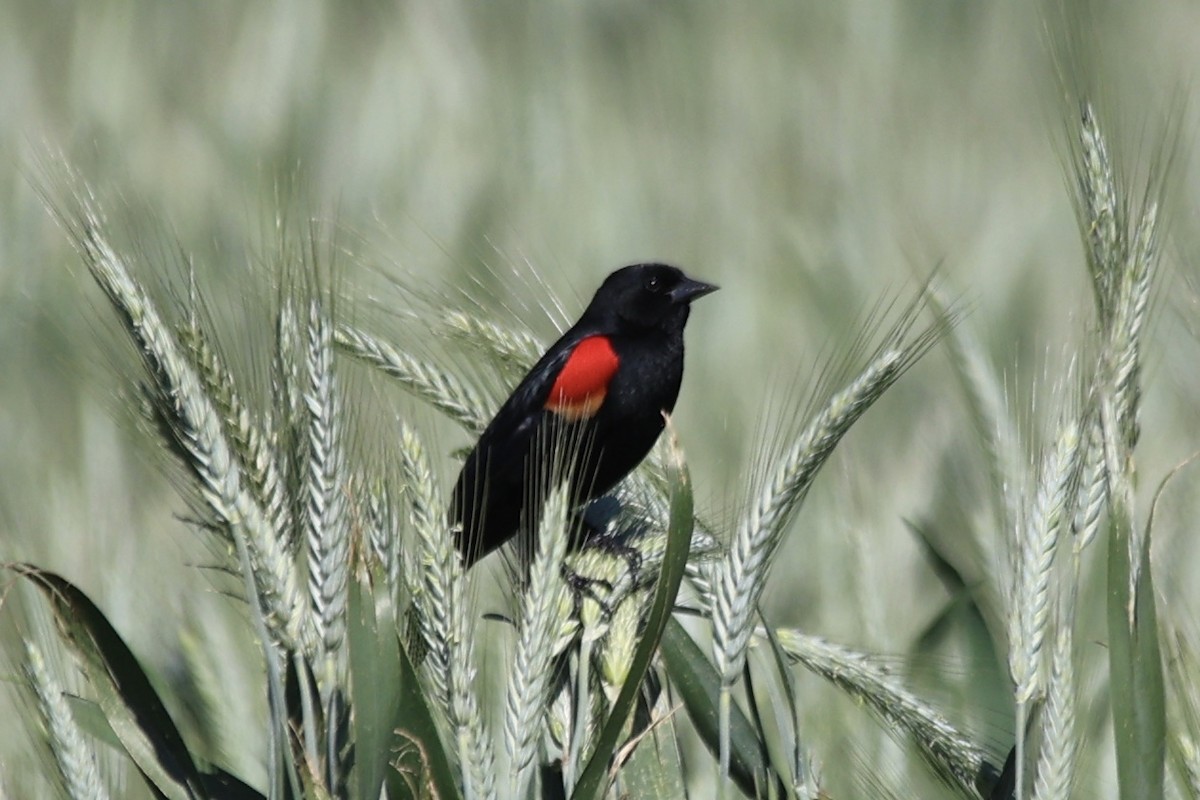 Red-winged Blackbird (Red-winged) - ML615560998