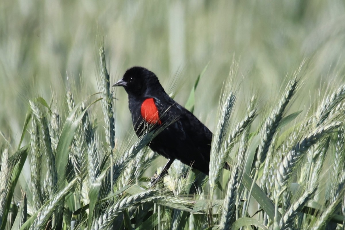 Red-winged Blackbird (Red-winged) - ML615560999