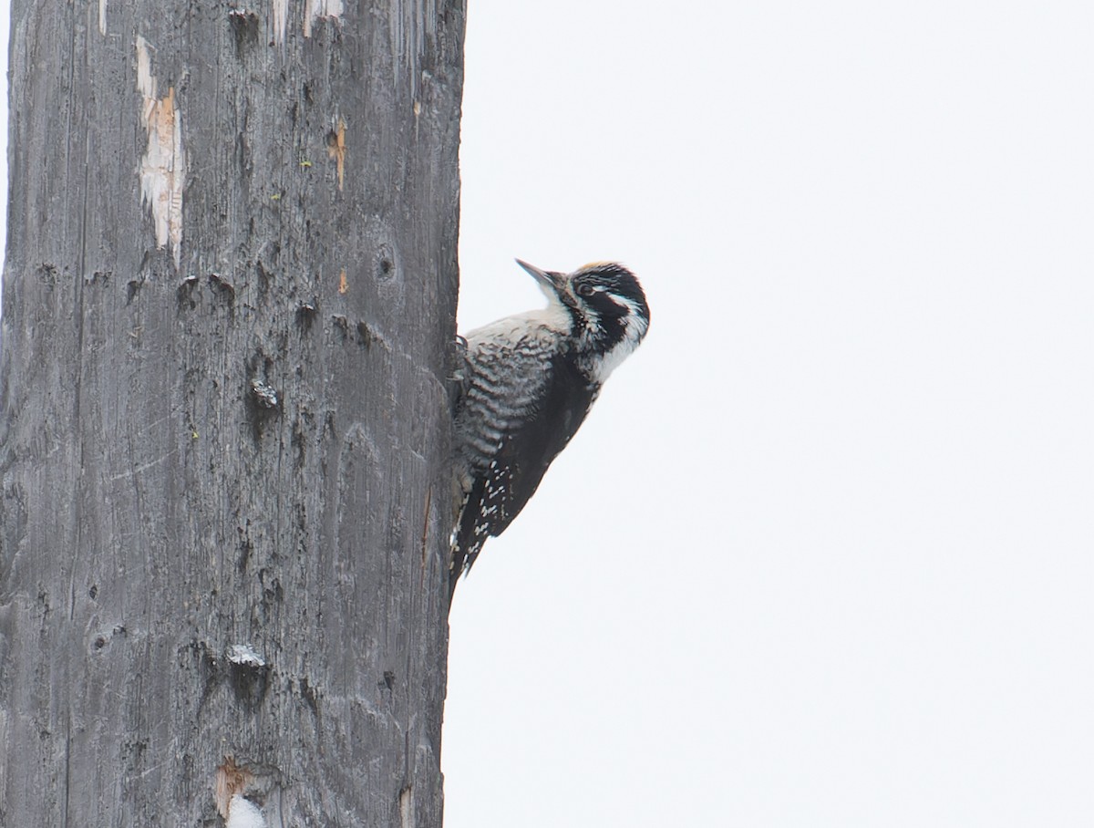 American Three-toed Woodpecker - Chris Charlesworth