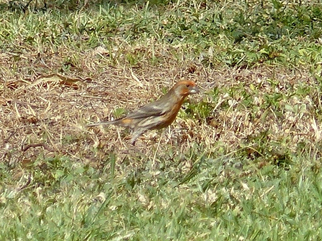 House Finch - ML615561042