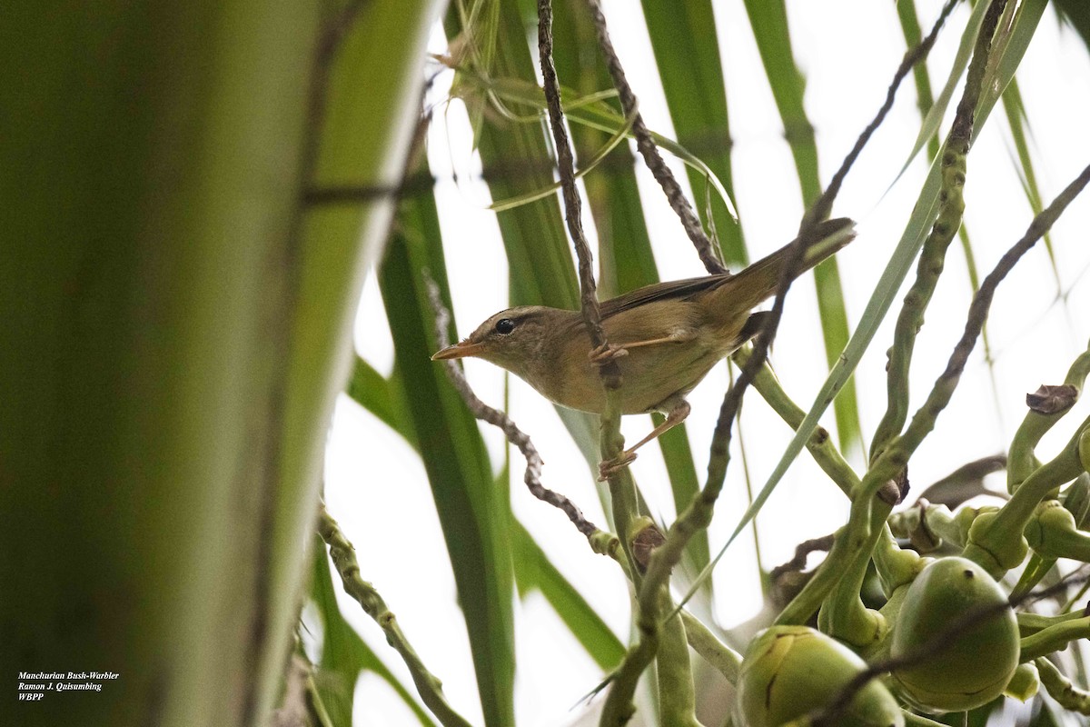 Manchurian Bush Warbler - ML615561046