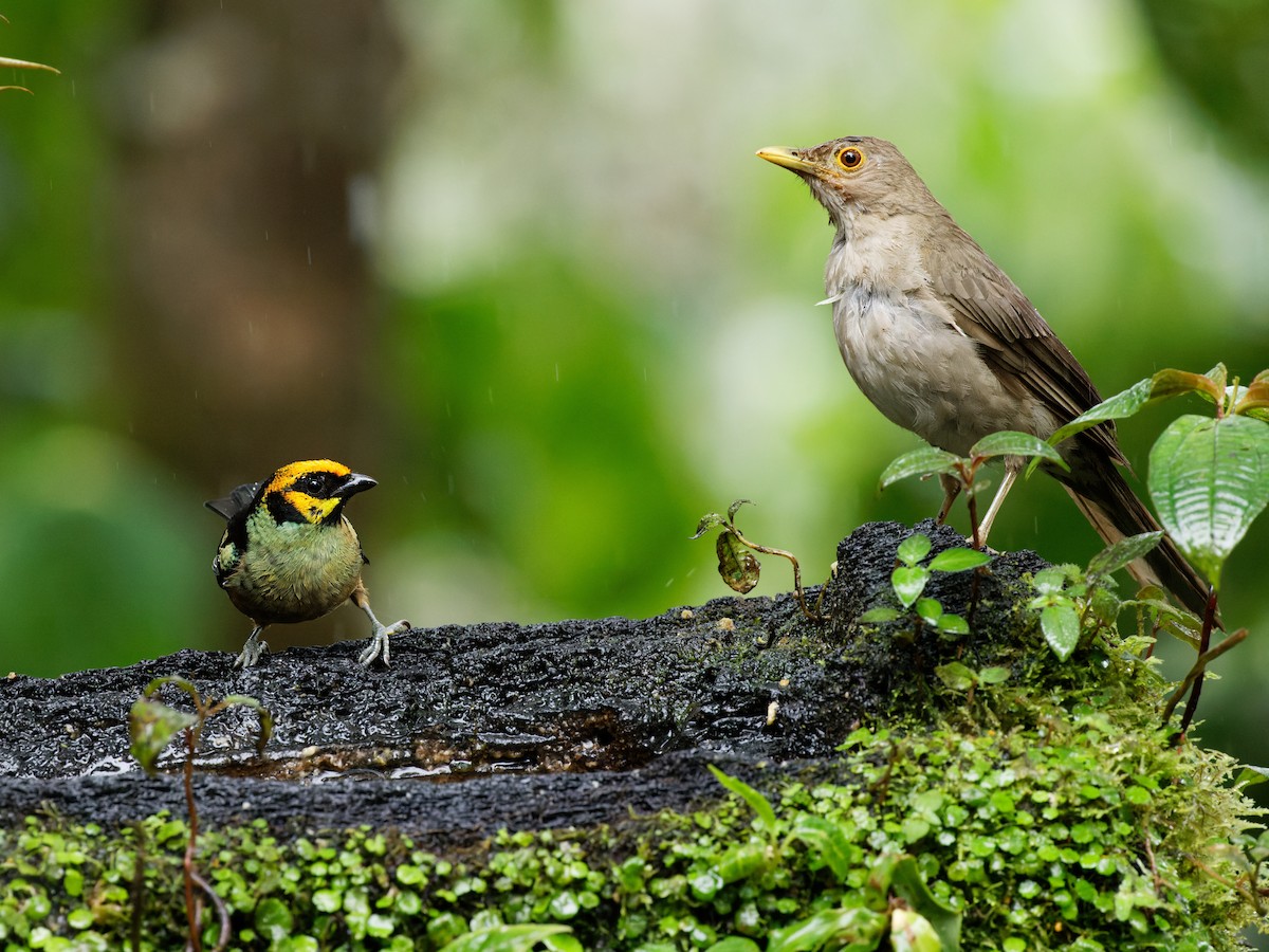 Ecuadorian Thrush - ML615561062