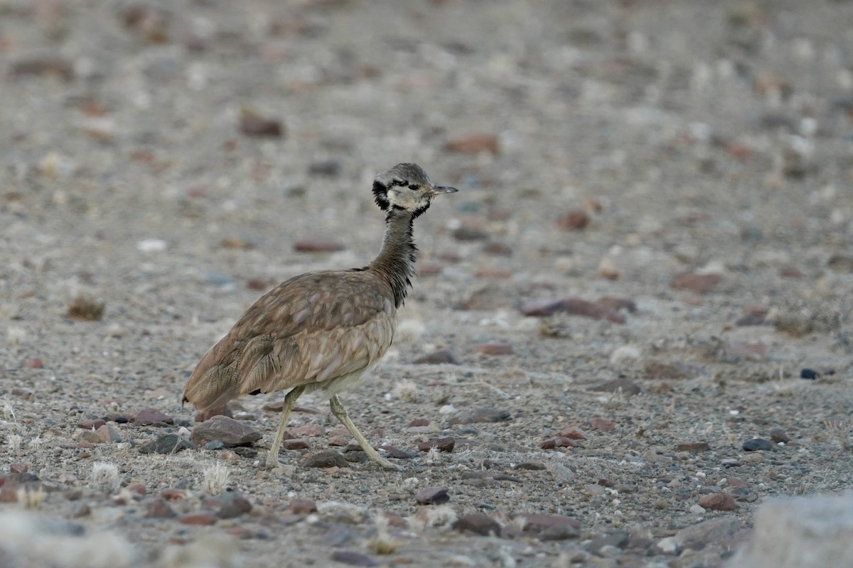 Rüppell's Bustard - Daniel Winzeler