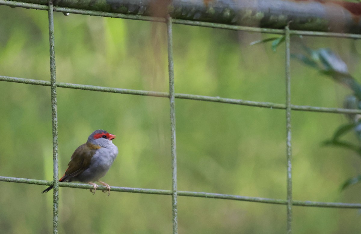 Red-browed Firetail - ML615561098