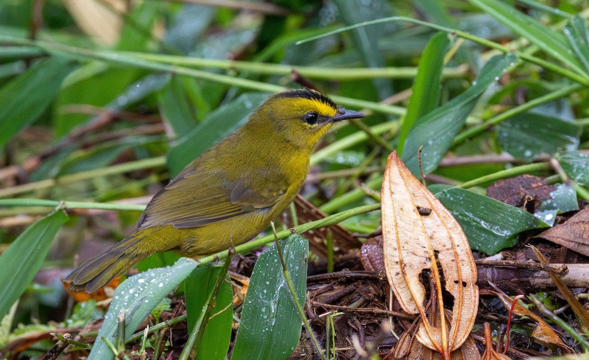 Black-crested Warbler - ML615561143