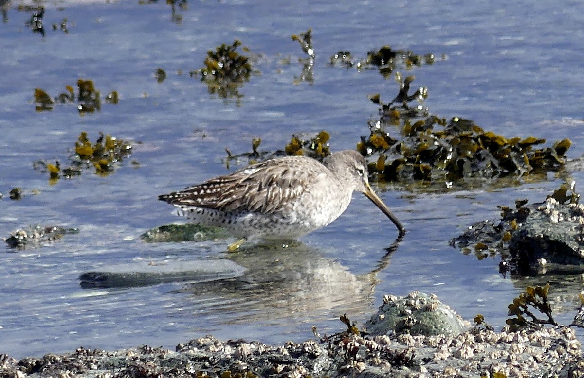 Short-billed Dowitcher - ML615561166