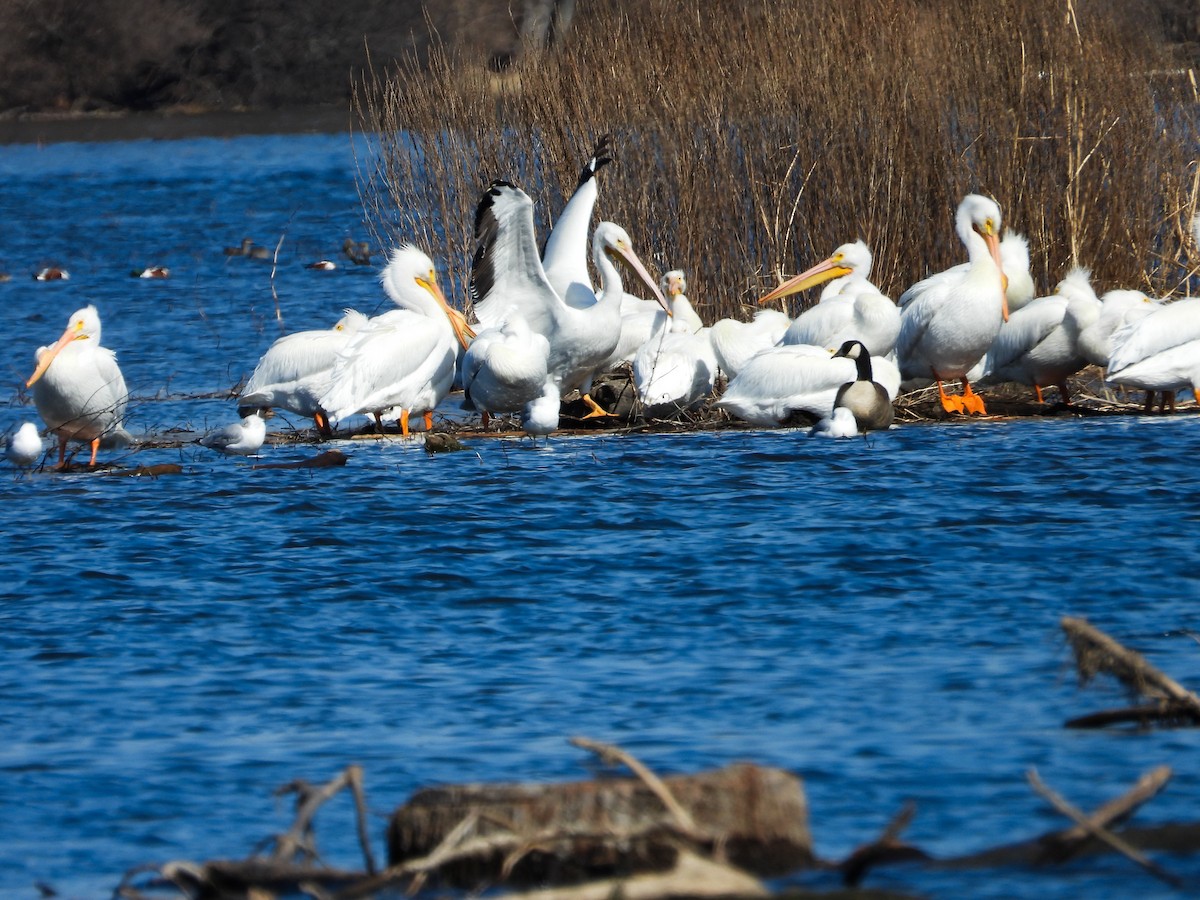 American White Pelican - ML615561195