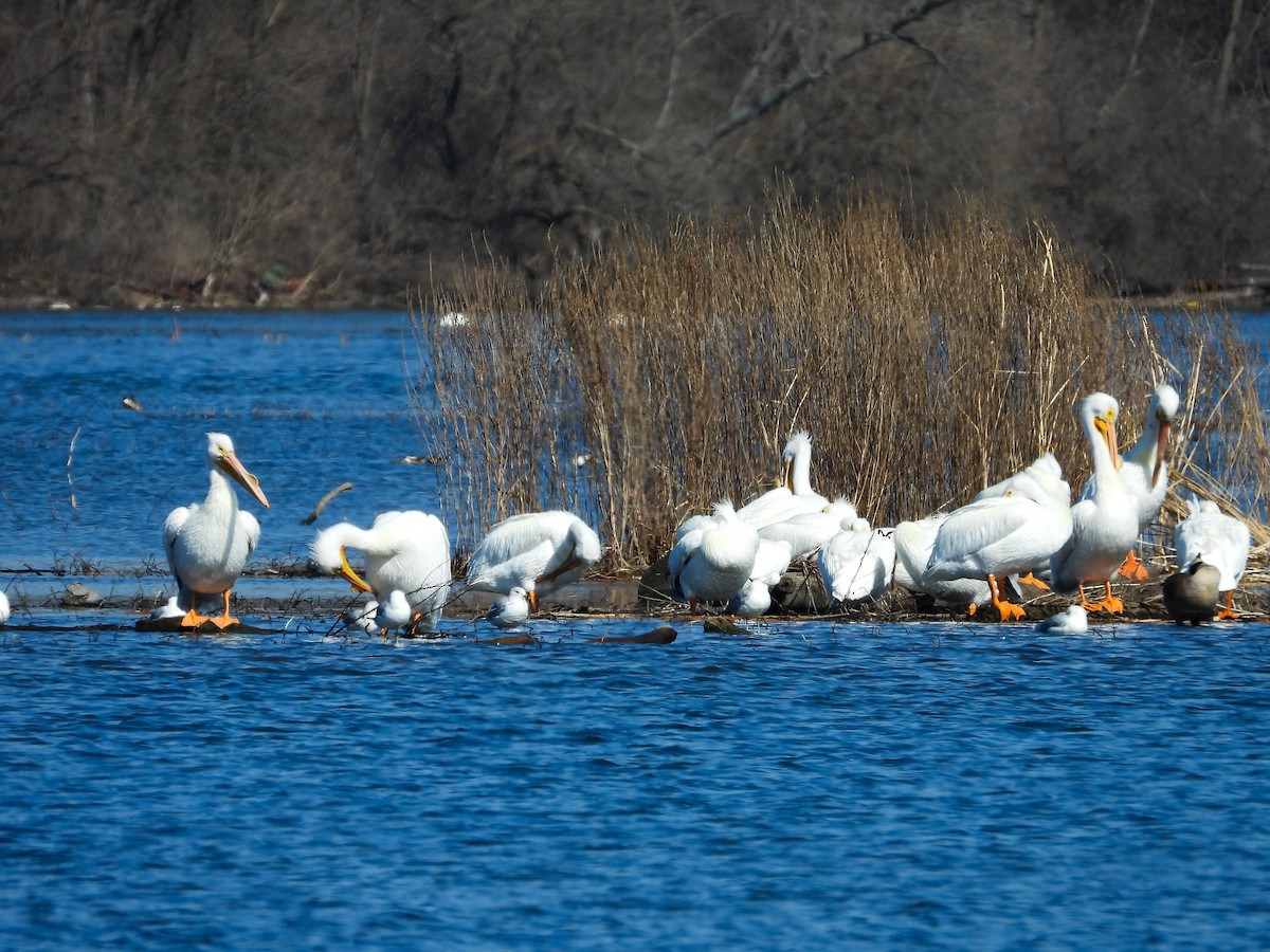 American White Pelican - ML615561198