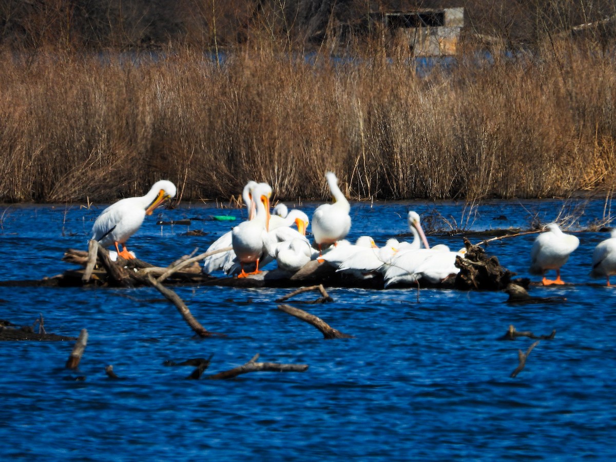 American White Pelican - ML615561199