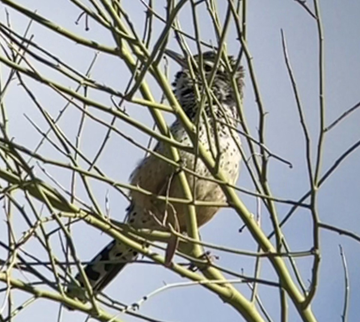 Cactus Wren - ML615561211