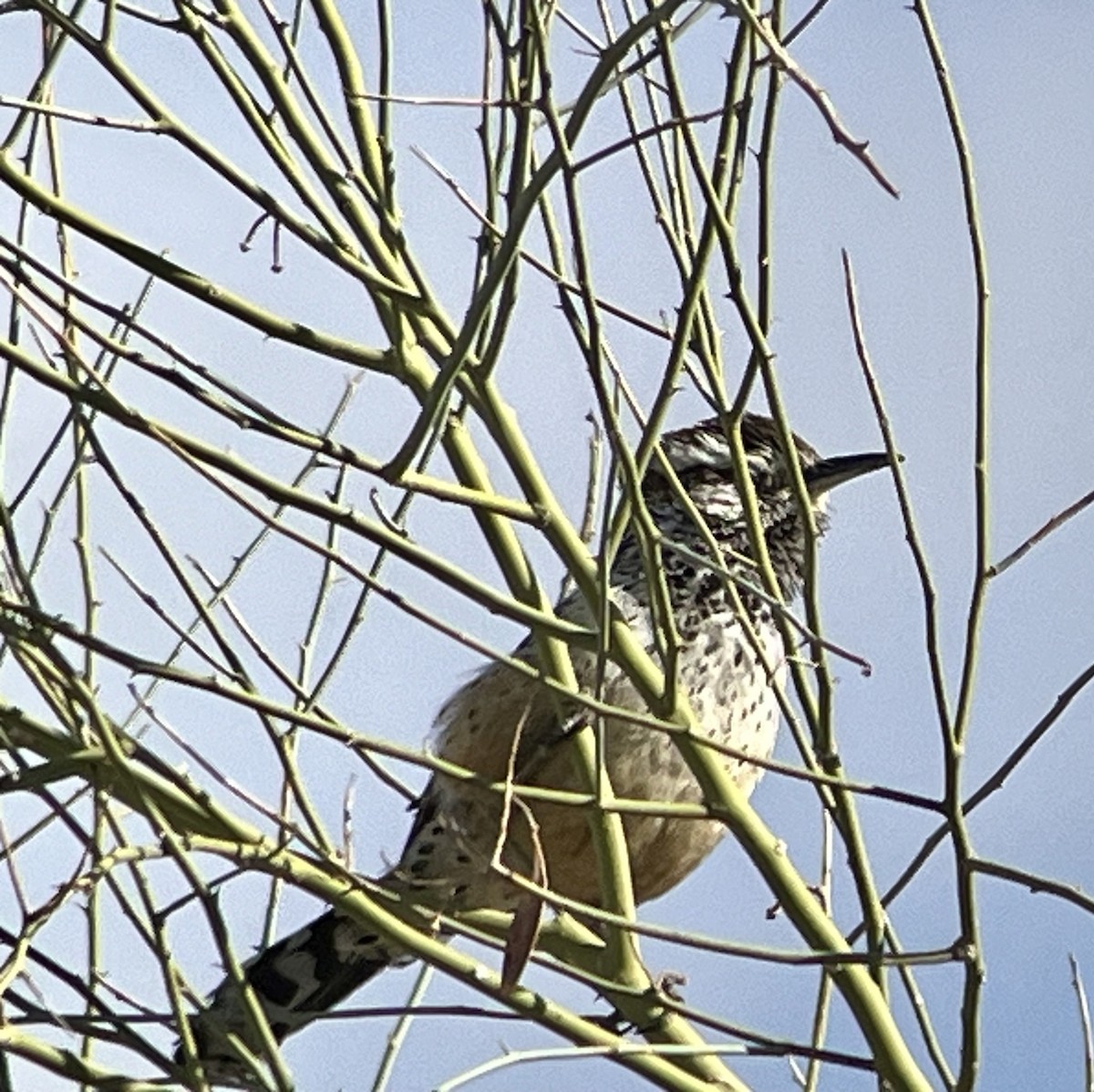 Cactus Wren - ML615561213