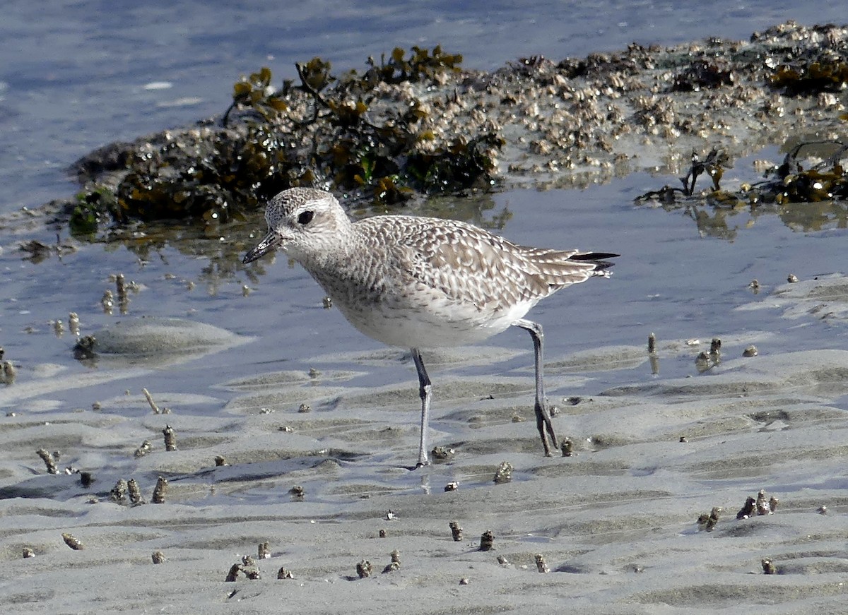 Black-bellied Plover - ML615561236