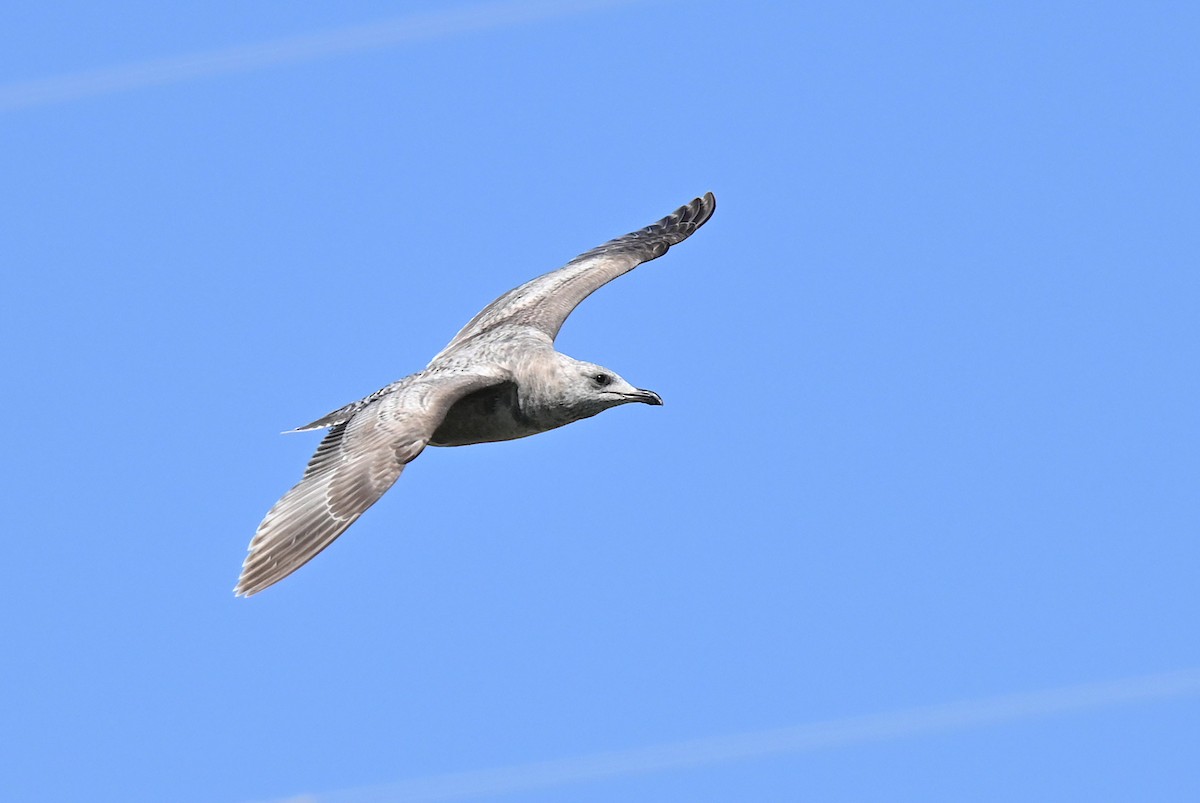 Iceland Gull (Thayer's) - ML615561251