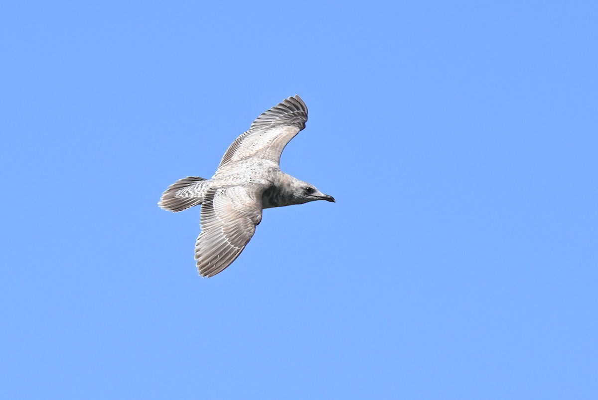 Iceland Gull (Thayer's) - ML615561252