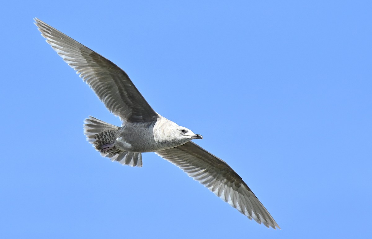 Iceland Gull (Thayer's) - ML615561253