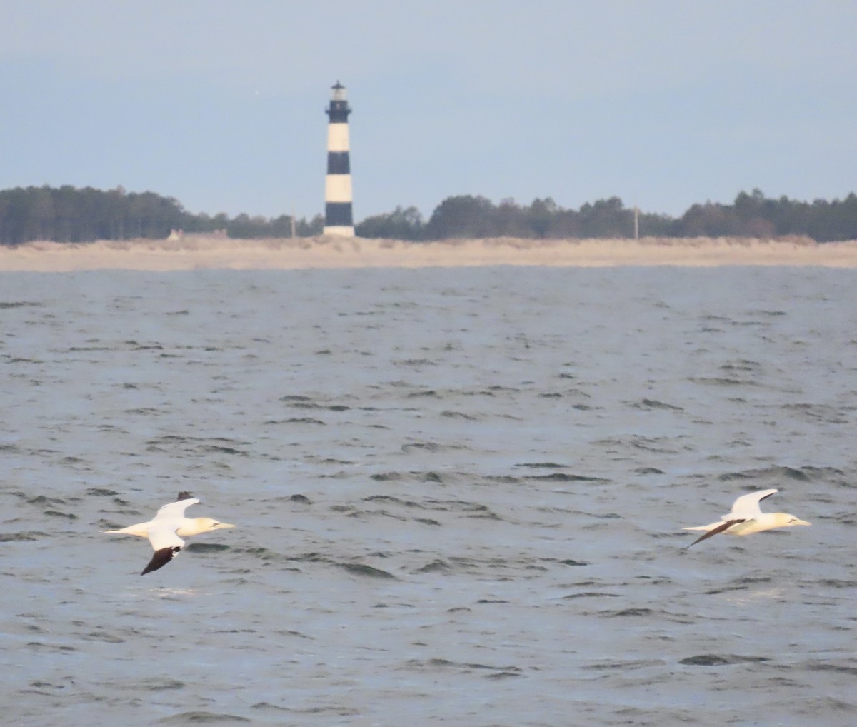 Northern Gannet - ML615561266