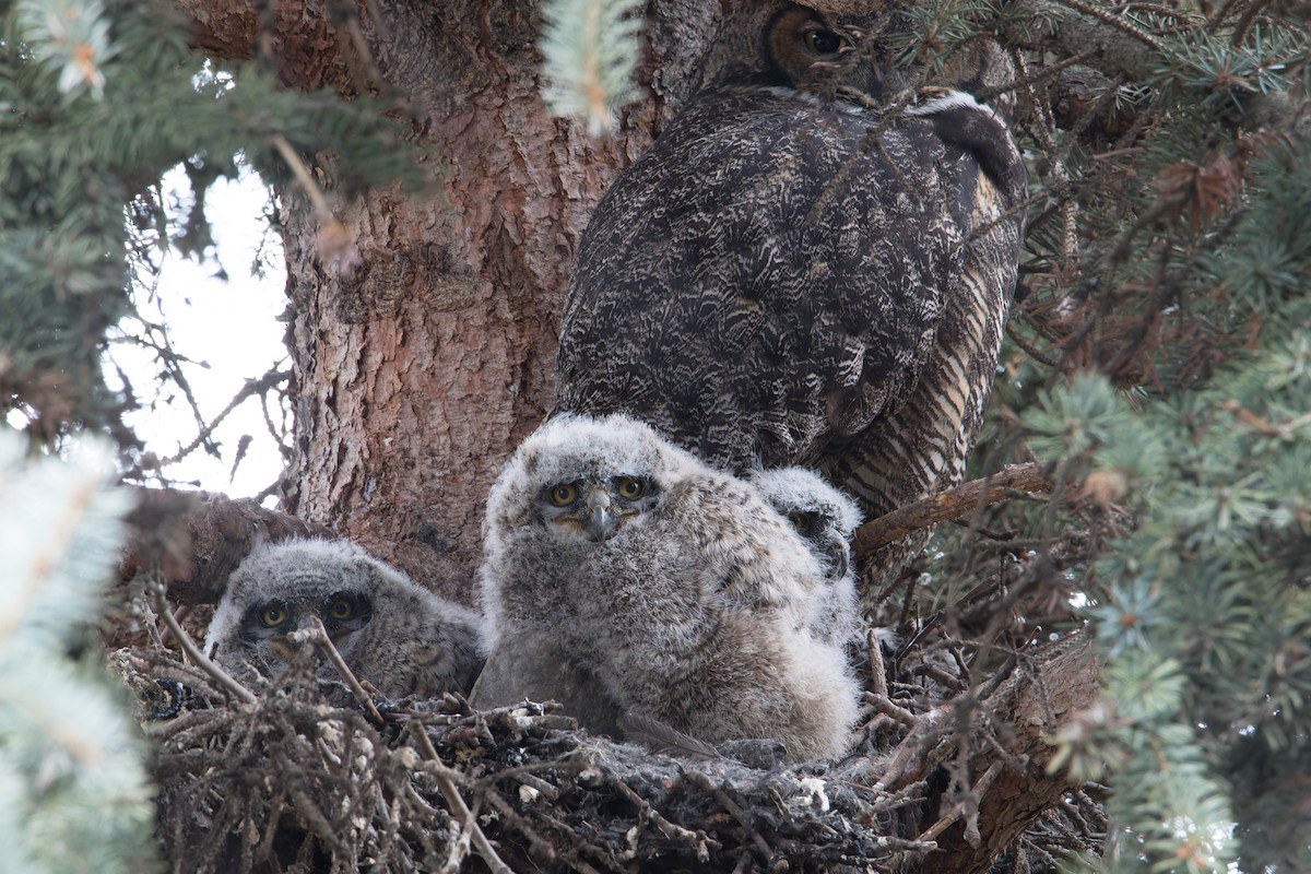 Great Horned Owl - Chris Charlesworth