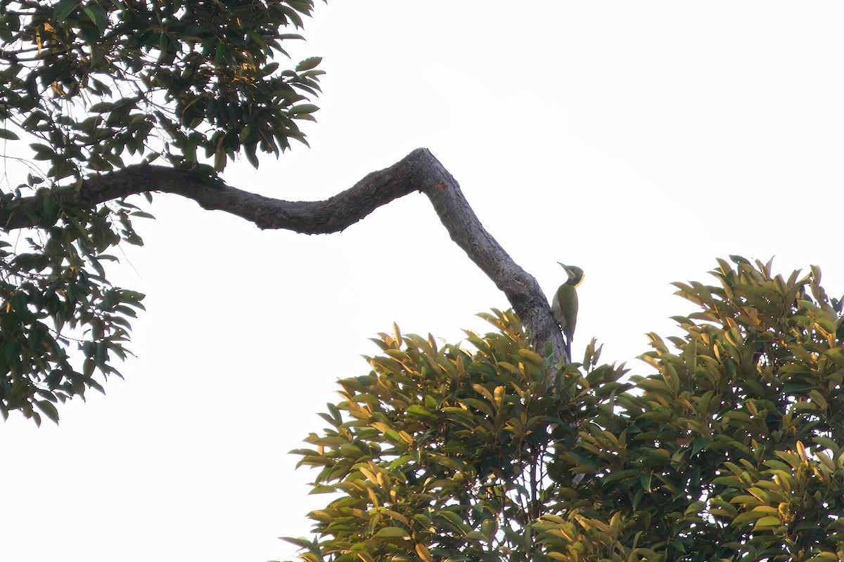 Greater Yellownape - Krit Kruaykitanon 🦅