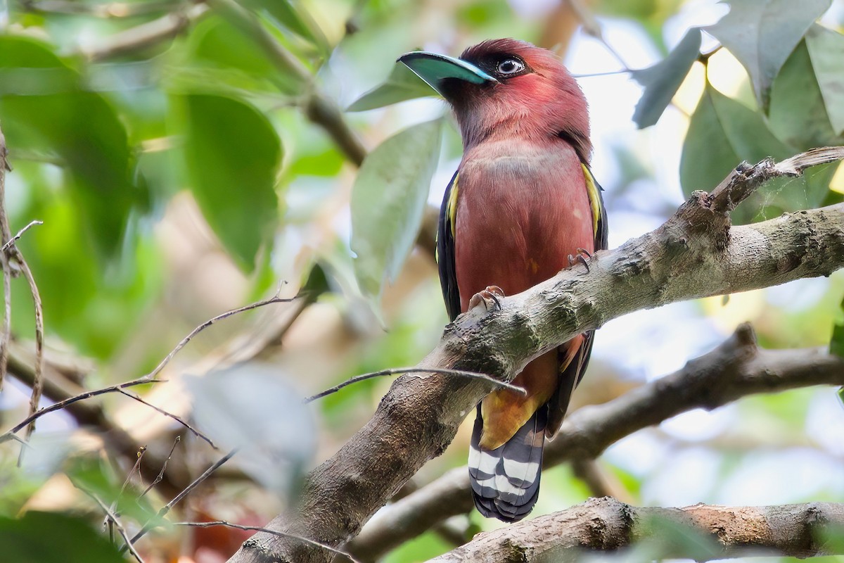 Banded Broadbill - ML615561355