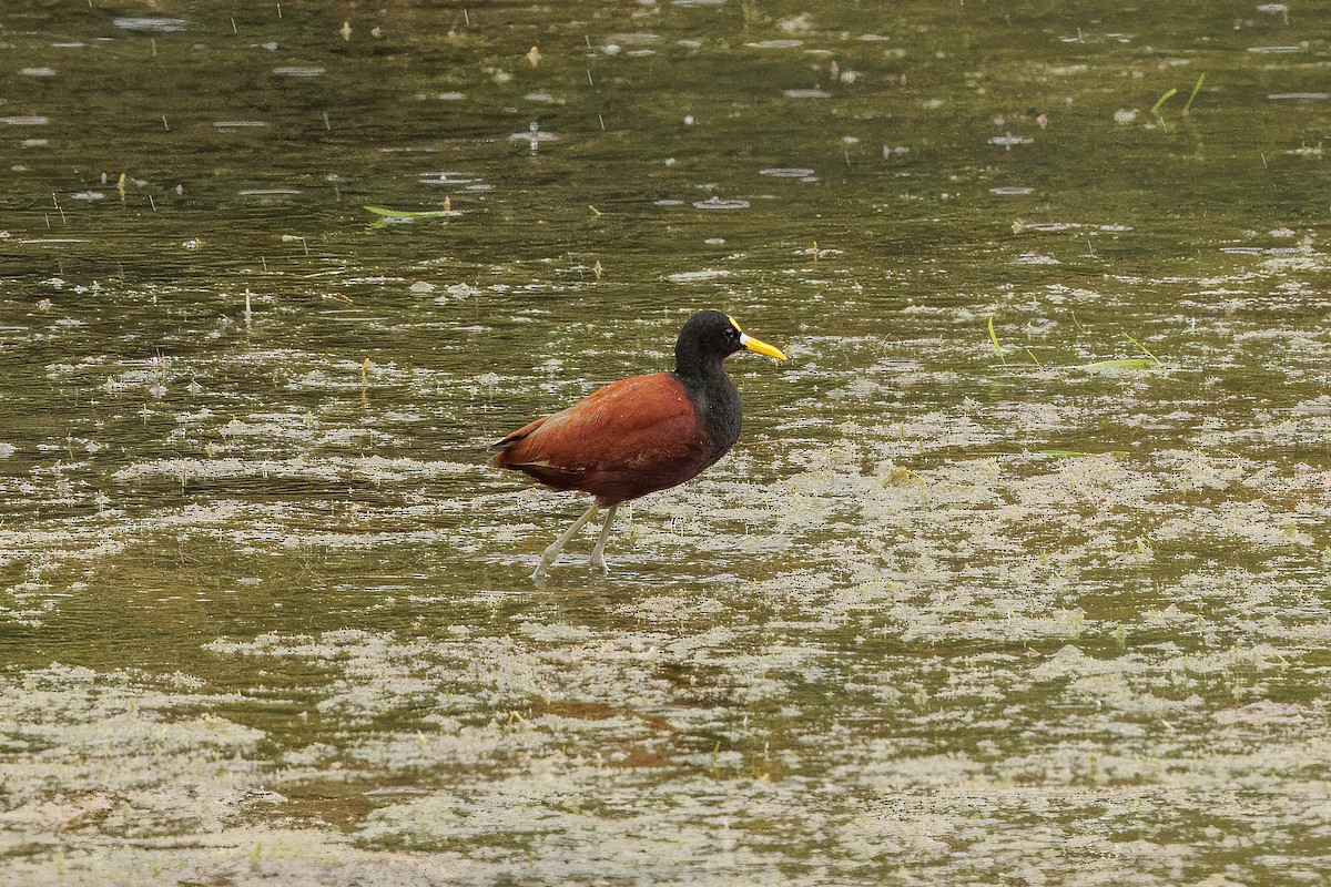 Northern Jacana - ML615561358