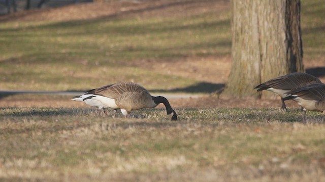 Ross's Goose - ML615561360