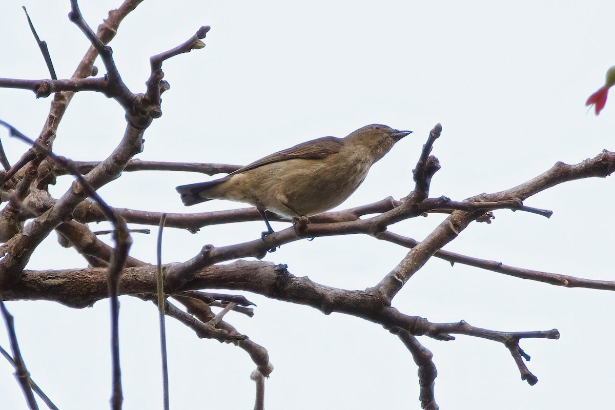 Thick-billed Flowerpecker - ML615561393