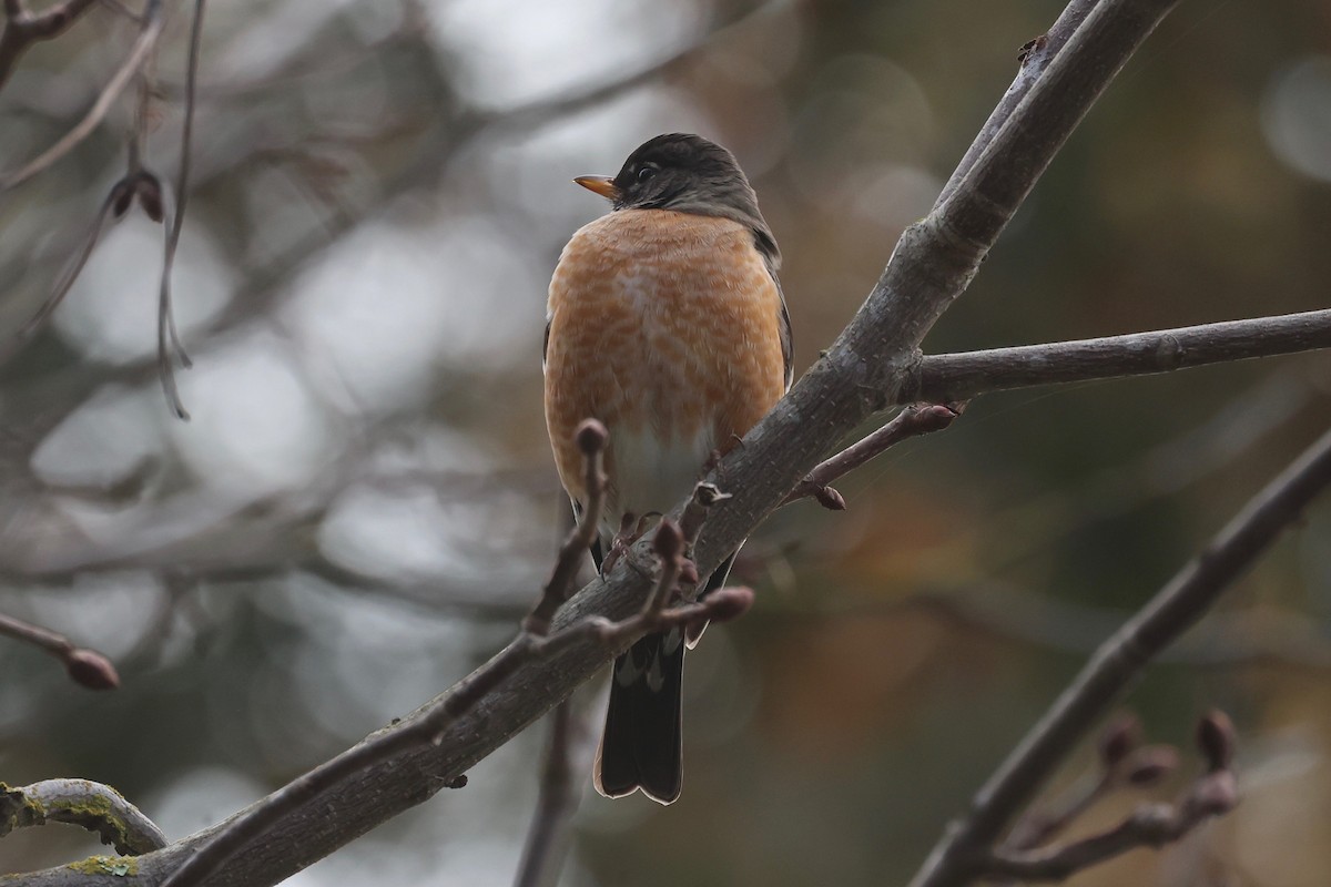 American Robin - vijay t