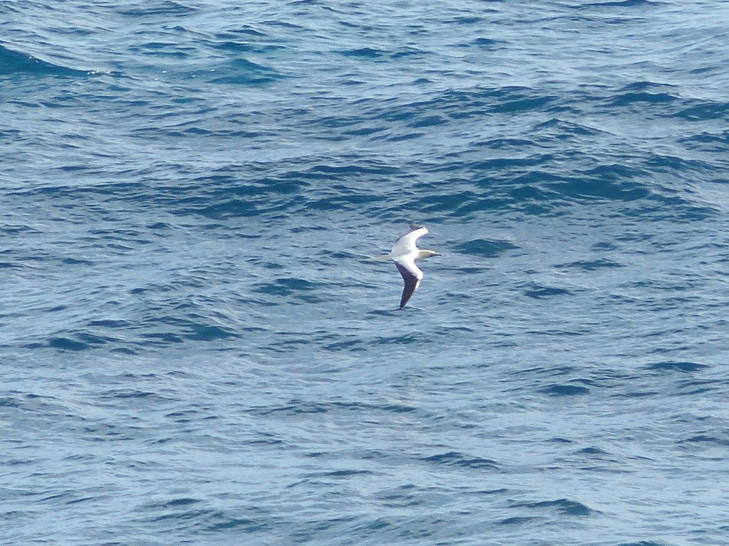 Red-footed Booby - ML615561595