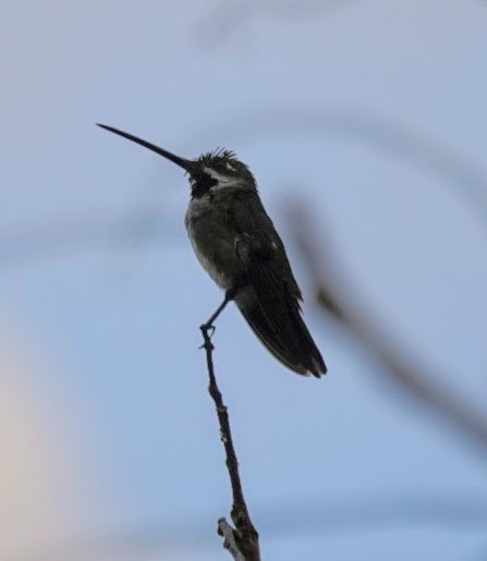 Long-billed Starthroat - ML615561664
