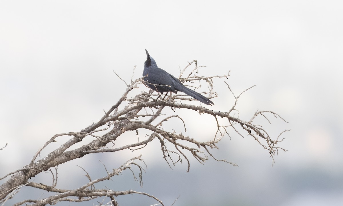 Blue Mockingbird - ML615561709