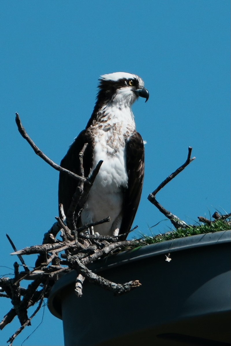 Osprey - ML615561755