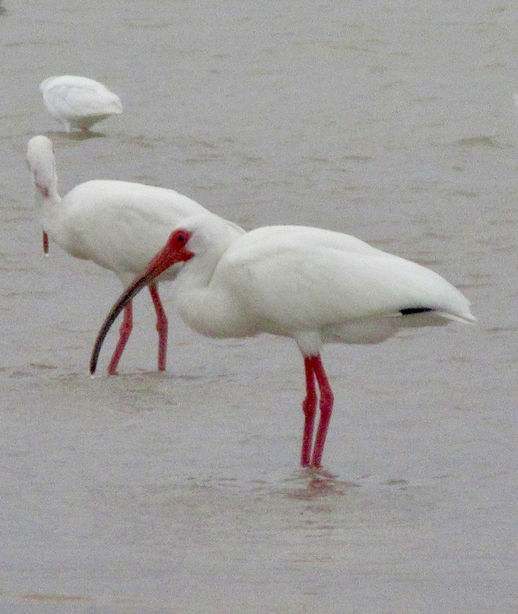 ibis bílý - ML615561769