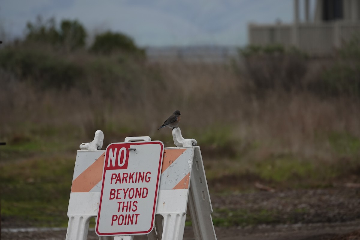 Western Bluebird - ML615561770