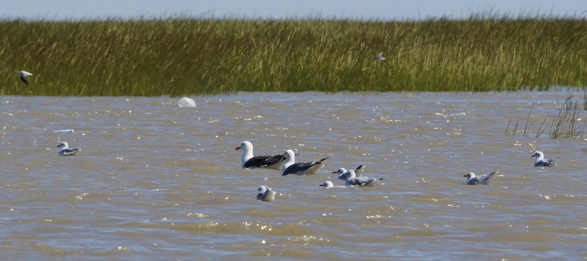 Gaviota Sombría (heuglini) - ML615561819