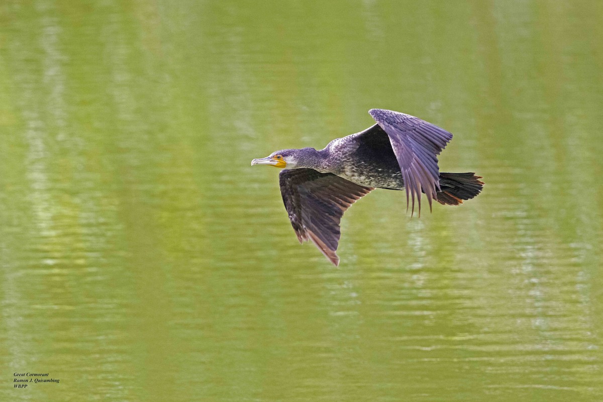 Great Cormorant - ML615561835