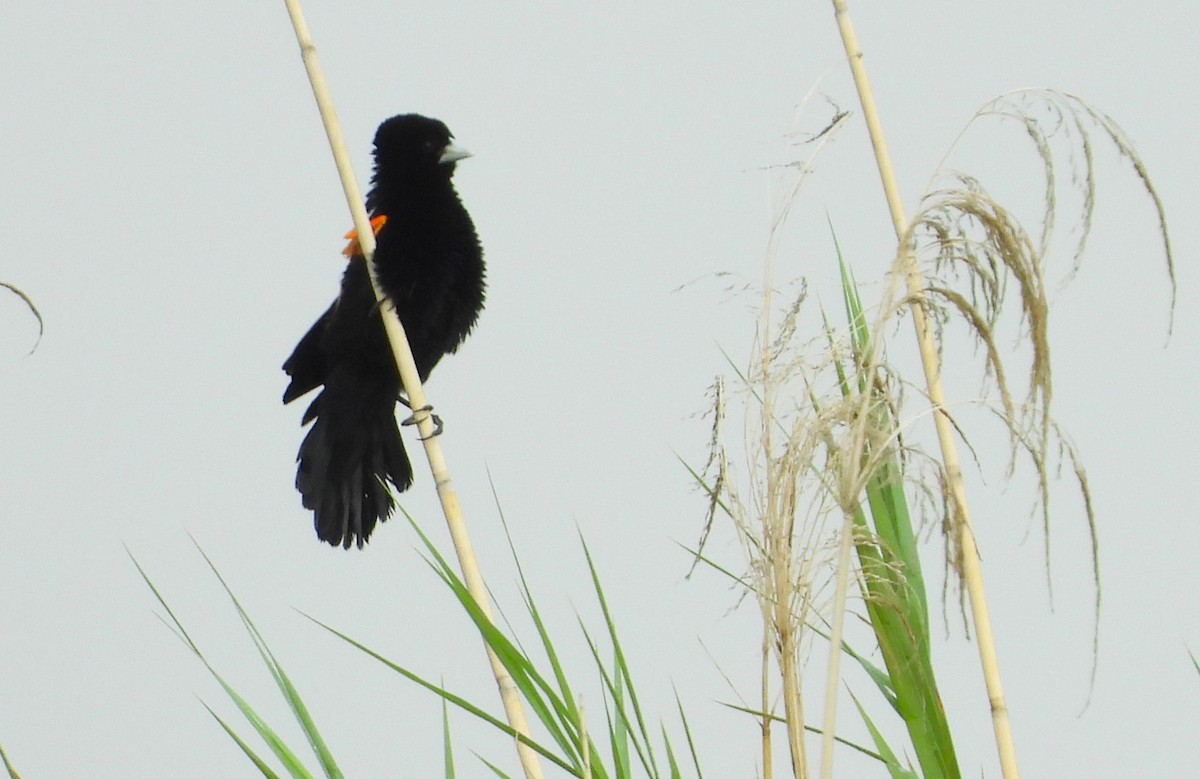 Fan-tailed Widowbird - ML615561865