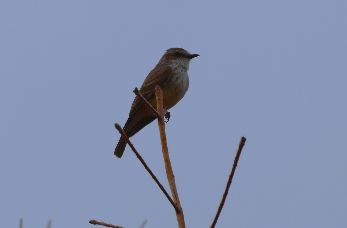 Vermilion Flycatcher - ML615561890