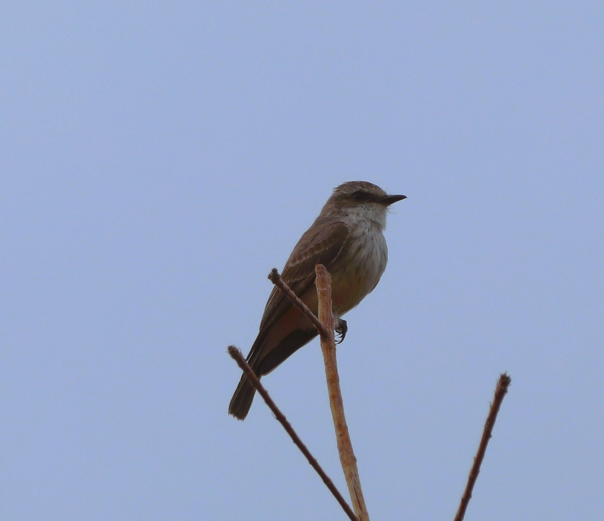 Vermilion Flycatcher - ML615561891